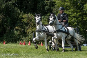 dressuur en vaardigheid  nienoord 10-8-2015  joshua keller-0205     